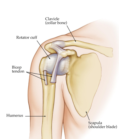 Shoulder Instability -Bankart Repair / Latarjet Procedure
